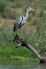 Fototapeta premium Héron cendré, Ardea cinerea, Grey Heron