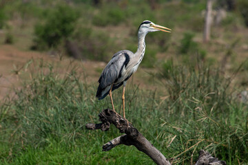 Héron cendré, Ardea cinerea, Grey Heron