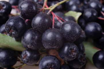 Ripe chokeberry on branch closeup. Summer sunny day (Aronia melanocarpa)