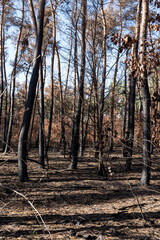 Zerstörter Wald nach einem Waldbrand