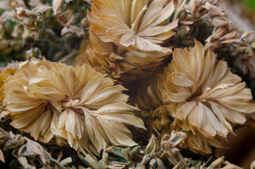Fototapeta na wymiar Closeop dried flowers in a bouquet