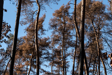Zerstörter Wald nach einem Waldbrand