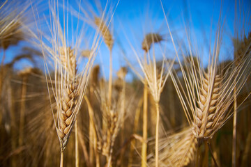 ear of wheat on blue sky