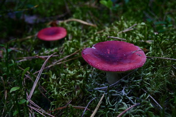 fly mushroom © Jacek