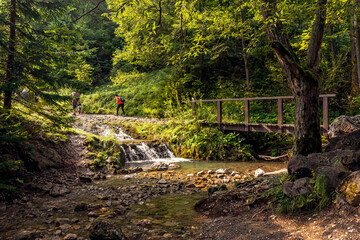 szczawnica, wąwóz homole © yanek