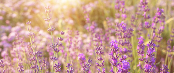 Lavender bushes closeup. © Kotkoa