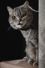 British shorthair tabby cat on a pouf. Portrait of a pet on a black background. Cozy home, keeping and pet care concept.