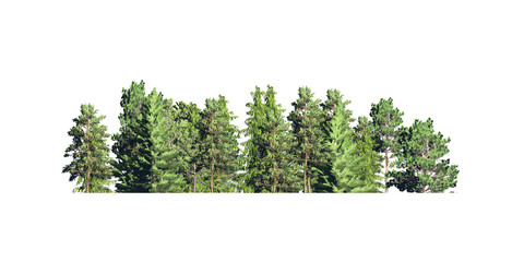 3d forest on white background
