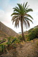 Fototapeta na wymiar Canarian palm tree on the edge of the ravine