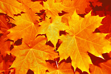 autumn landscape with bright colorful foliage. Indian summer.