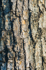 The textured surface of the tree bark, a close look.