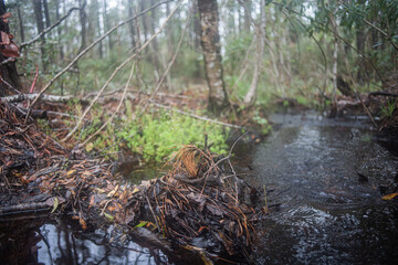 Swamp