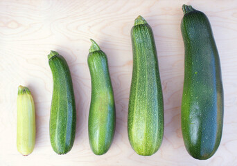 Zucchini on a light background. five zucchini lined up of different sizes. Autumn creative composition on a white wooden background.