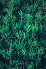 Beautiful nature background of vertical garden with tropical green leaf