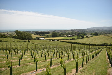 Fototapeta na wymiar A English vineyard set on a hillside on a sunny day in Cornwall