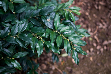 Sarcococca hoockeriana
