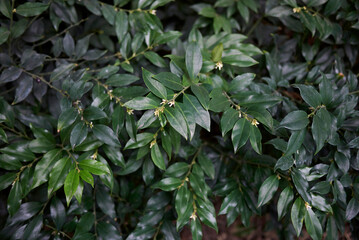 Sarcococca hoockeriana