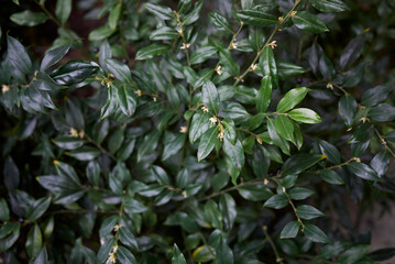 Fototapeta premium Sarcococca hoockeriana