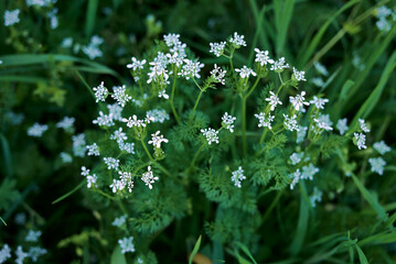 Scandix pecten-veneris