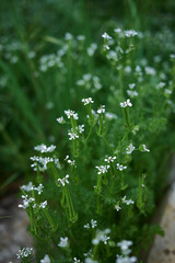 Scandix pecten-veneris