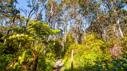 Green tropical forest. Amazing trees. Hawaii island 