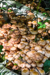 Honey mushrooms.