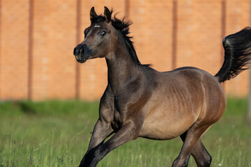 Portrait of a young chestnut arabian horse in motion closeup