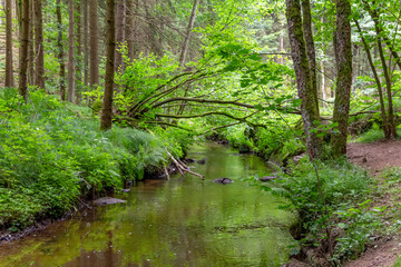 Fototapeta na wymiar nature reserve in the Bavarian Forest