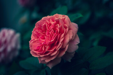 Closeup beautiful rose Chippendale. Pink rose in garden.