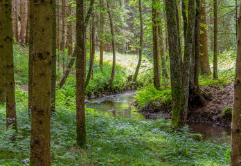 nature reserve in the Bavarian Forest