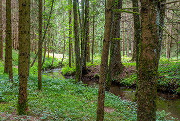 Fototapeta premium nature reserve in the Bavarian Forest