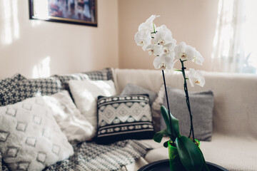 Interior of living room. White orchid in blossom blooming on table. Home flowers