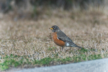 American Robin