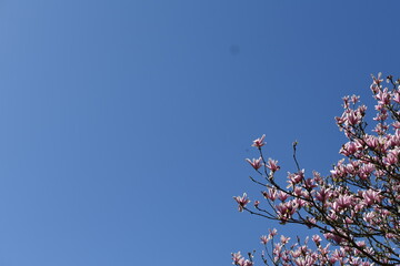 Pink blossom tree with clear blue sky forming most of background