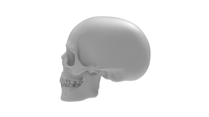 3D rendering of a human skull head bone person isolated