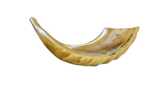 Shofar horn isolated on white.Yom Kippur, Rosh Hashanah Jewish holiday symbol.