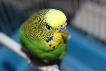 blue and yellow macaw ara