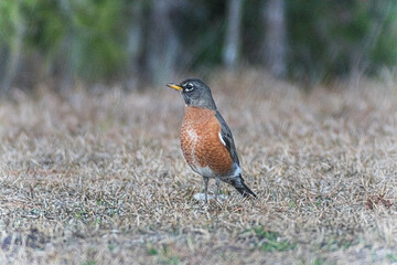 American Robin