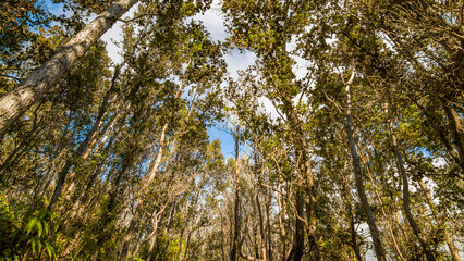 Green tropical forest. Amazing trees. Hawaii island