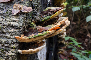 mushrooms on a tree trunk