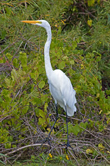 Great Egret
