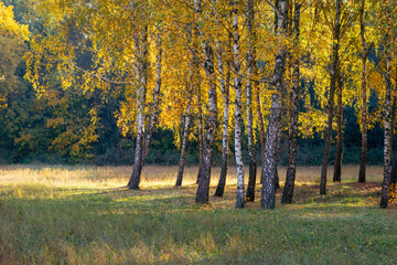 Autumn park, sunlight breaks through the colorful foliage on the trees