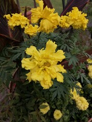 bright yellow double Tagetes flowers with wavy petals on a background of bright red long leaves. Flower Wallpaper