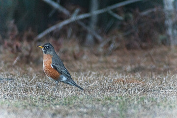 American Robin