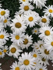 Fototapeta premium a huge field of beautiful white daisies with a yellow center on a blurry background. Flower Wallpaper