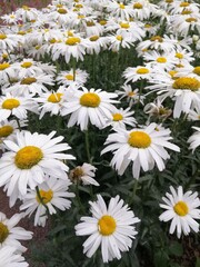 a huge field of beautiful white daisies with a yellow center on a blurry background. Flower Wallpaper