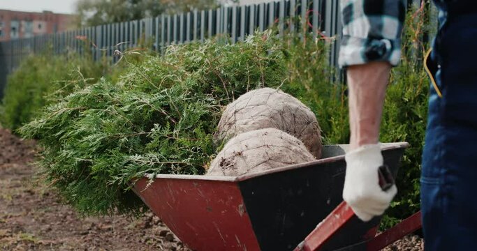 Back view: A man rolls a cart with tui saplings. Planting trees for hedges