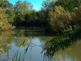 krajobraz natura woda staw park drzewa