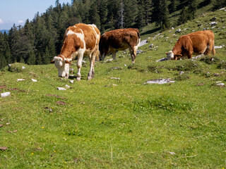 Fototapeta na wymiar Dairy cow eating fresh grass in high altitude