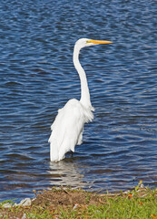 Obraz premium Great Egret